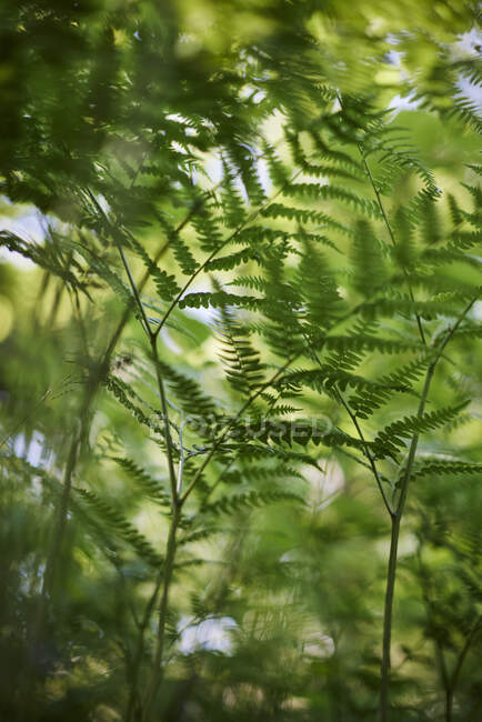 Close up of fronds of eagle fern — Stock Photo