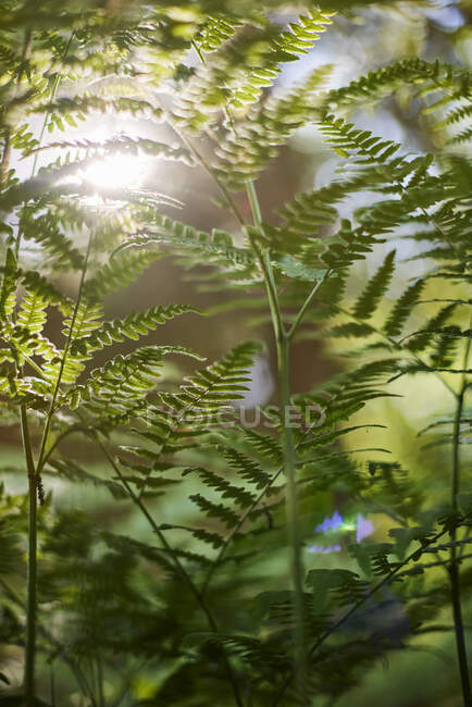 Close up of fronds of eagle fern — Stock Photo
