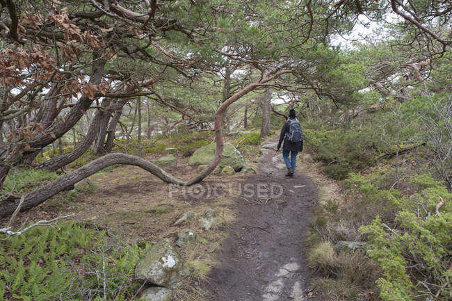 Frau läuft auf Wanderweg durch Wald — Stockfoto