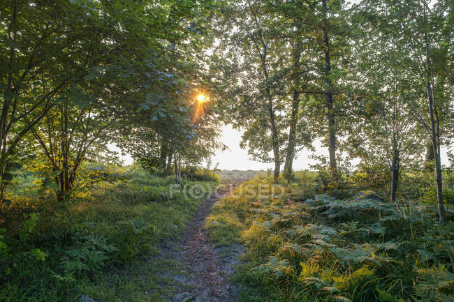 Sentiero attraverso la foresta al tramonto — Foto stock
