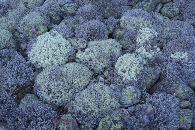 Lichen y musgo creciendo en rocas - foto de stock