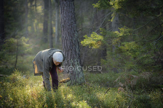 Femme âgée cueillant des champignons dans la forêt — Photo de stock