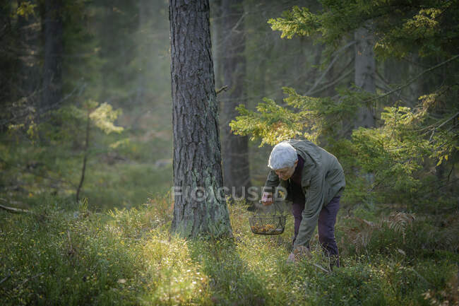 Donna anziana raccolta funghi nella foresta — Foto stock