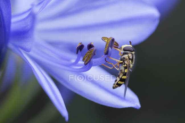 Hornet hoverfly on purple flower — Stock Photo