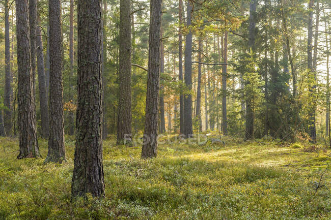 Tronchi di pino nella foresta — Foto stock