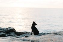 Vista panorâmica da silhueta do cão na praia — Fotografia de Stock