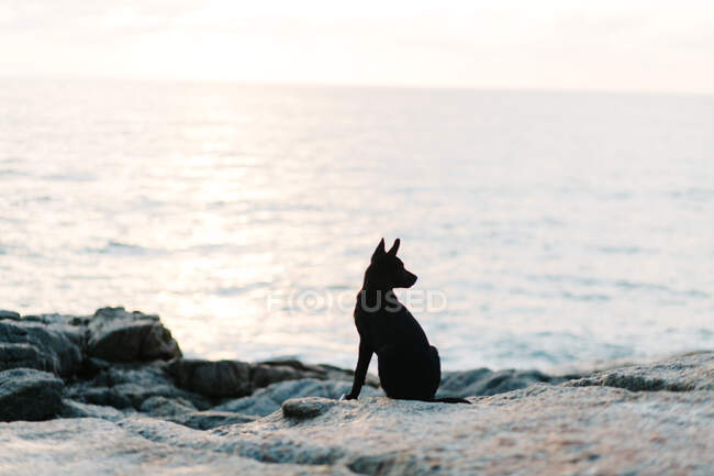 Vista panorámica de la silueta del perro en la playa - foto de stock