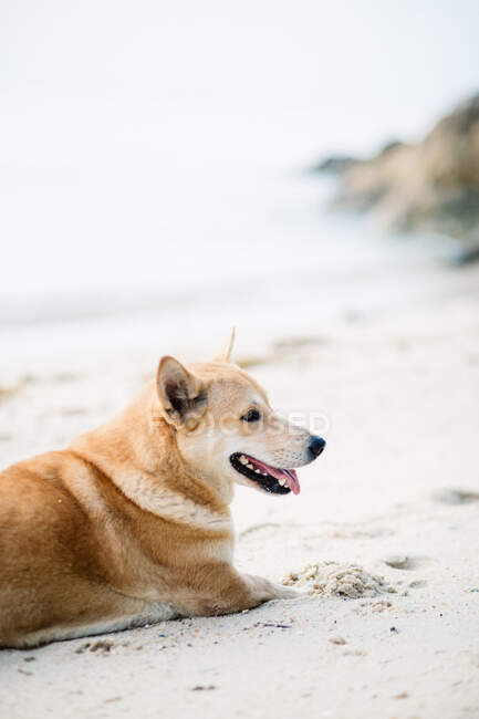 Close-up vista de cão bonito deitado na praia — Fotografia de Stock