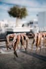 Vue rapprochée des poulpes séchés sur corde à l'extérieur — Photo de stock