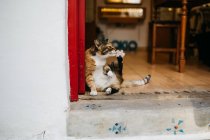 Bonito engraçado gato lambendo pata, close-up — Fotografia de Stock