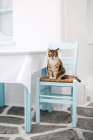 Симпатичная смешная кошка, сидящая на стуле за столом — стоковое фото