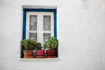 Nahaufnahme eines weißen Fensters mit Pflanzen in Töpfen am weißen Gebäude — Stockfoto