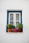 Vue rapprochée de la fenêtre blanche avec des plantes dans des pots au bâtiment blanc — Photo de stock