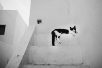 Escena urbana de la estrecha calle y gato de la ciudad de Paros - foto de stock