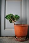 Closeup view of tree in pot standing beside door — Stock Photo