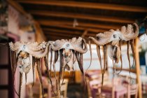 Closeup view of dried octopuses on rope outdoors — Stock Photo