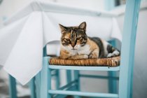 Кот на синем стуле на улице города Парос — стоковое фото