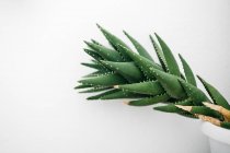 Vista da vicino della parte in cactus contro la parete bianca — Foto stock