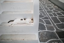 Городская сцена узкой улицы Парос Сити и кошки — стоковое фото