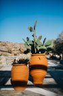 Крупним планом вид кактуса та іншої рослини в горщиках на відкритому повітрі — стокове фото