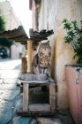 Scena urbana di stretta città di Paros strada e gatto — Foto stock