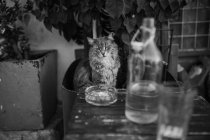 Кошка возле стеклянной бутылки на улице Парос Сити — стоковое фото