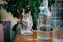 Gato cerca de botella de vidrio en la calle Paros - foto de stock