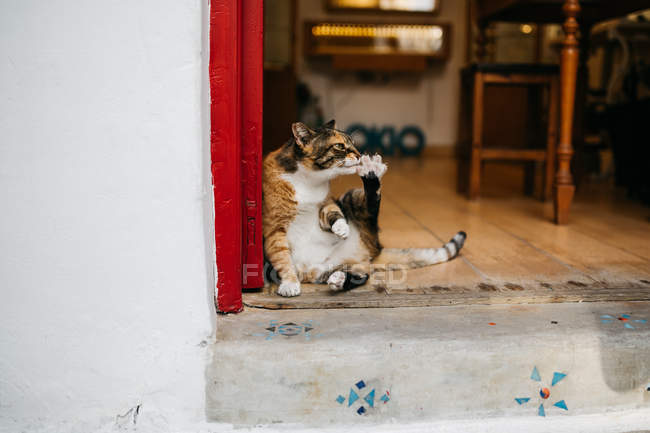 Carino divertente gatto leccare zampa, primo piano — Foto stock