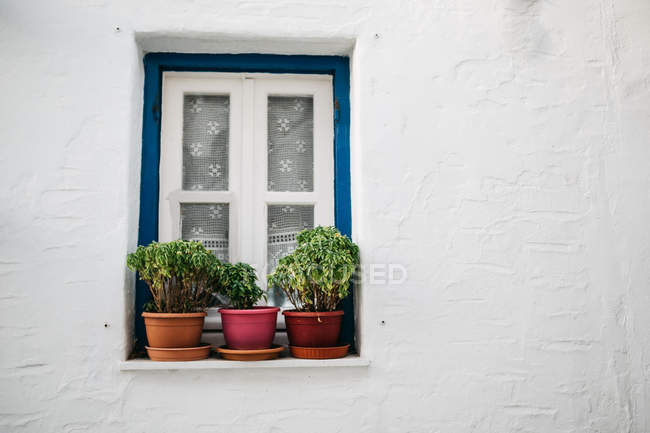 Nahaufnahme eines weißen Fensters mit Pflanzen in Töpfen am weißen Gebäude — Stockfoto