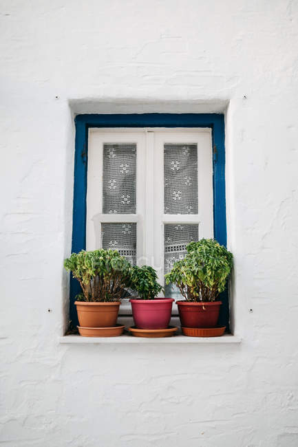 Vista close-up de janela branca com plantas em vasos no edifício branco — Fotografia de Stock