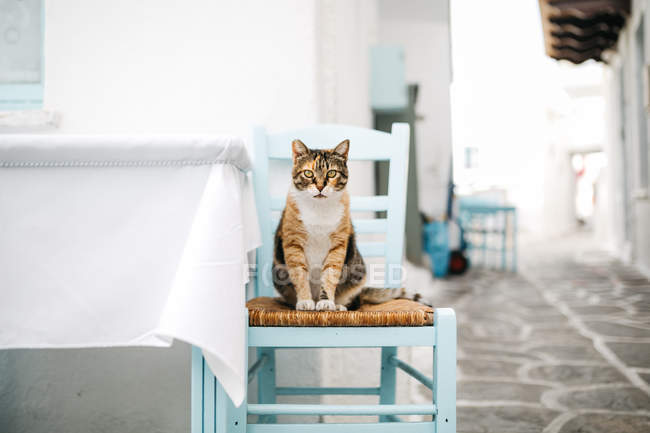 Cat on blue chair at Paros city street — Stock Photo