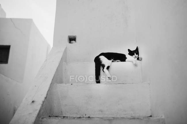 Urbane Szene von engen Straßen und Katzen in Paros — Stockfoto