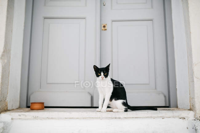 Gato cerca de puerta blanca en Paros calle de la ciudad - foto de stock