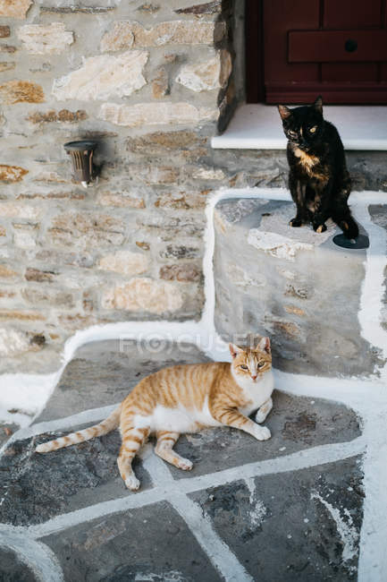 Городская сцена кошек на улице Парос Сити — стоковое фото