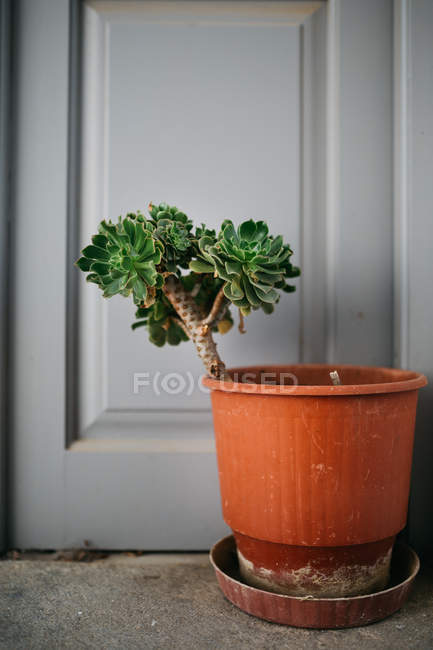 Closeup view of tree in pot standing beside door — Stock Photo