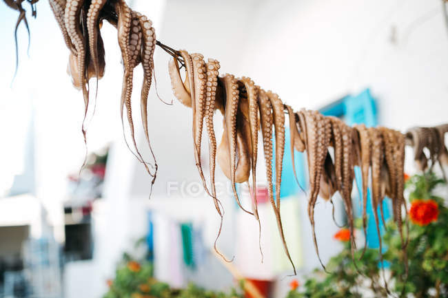 Closeup view of dried octopuses on rope outdoors — Stock Photo