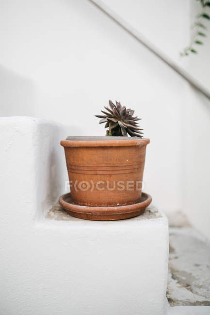 Closeup view of cactus in pot on white stairs — Stock Photo