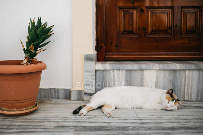 Chat près de porte en bois rue de la ville de Paros — Photo de stock