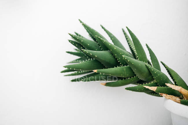 Крупним планом вид на частину кактуса на білій стіні — стокове фото