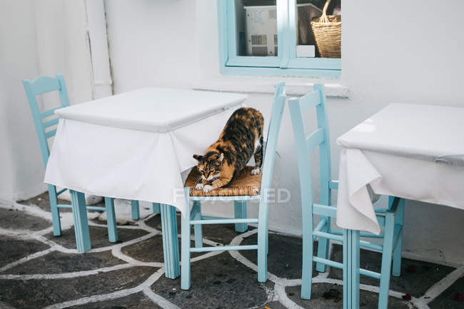 Divertente gatto carino seduto sulla sedia sul caffè, Paros, Mar Egeo, Cicladi, Grecia — Foto stock
