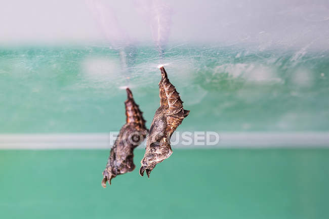 Pupa di giullare comune — Foto stock