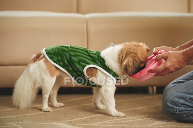 Owner giving food to dog — Stock Photo