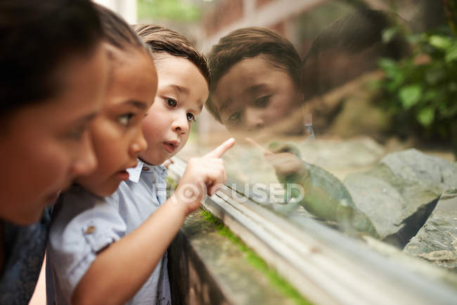 Діти дивляться на ящірку — стокове фото