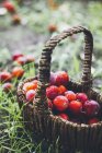 Fresh picked plums in wicker basket on grass — Stock Photo