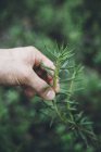 Close-up of human hand touching sprig of wild rosemary — Stock Photo