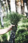 Close-up of human hand holding bunch of fresh picked wild rosemary — Stock Photo