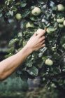 Primer plano de la mano humana recogiendo manzanas del árbol - foto de stock