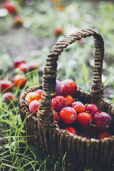 Ameixas colhidas frescas na cesta de vime na grama — Fotografia de Stock