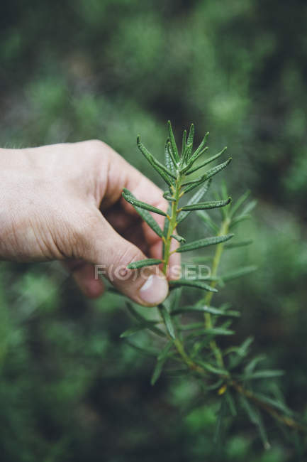 Nahaufnahme menschlicher Hand, die einen Zweig wilden Rosmarins berührt — Stockfoto