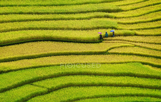 Reisfelder auf Terrassen von mu cang chai, yenbai, vietnam. — Stockfoto